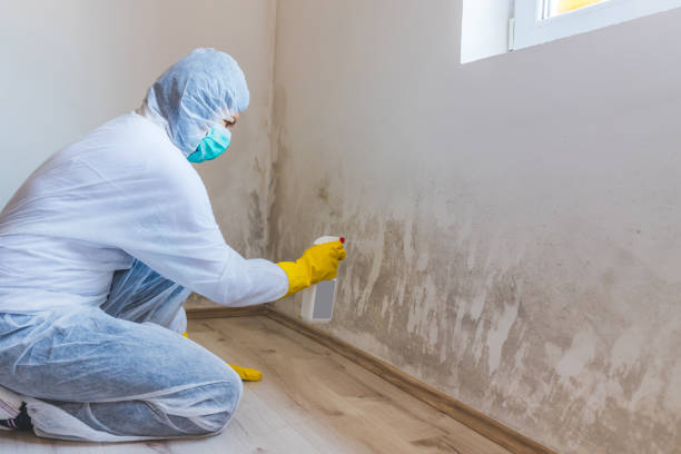 Licensed Black Mold Remediation service in Bowie, TX - Car Mold Remediation