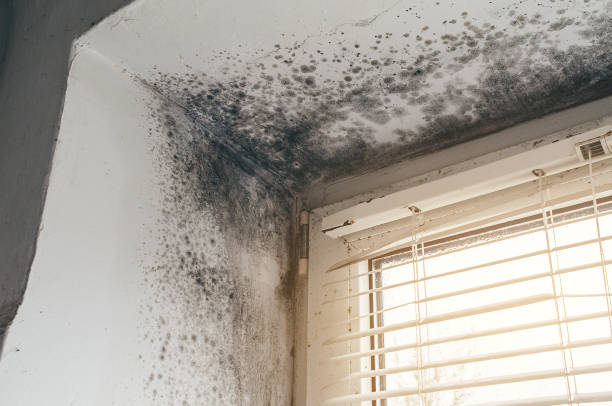 Affordable Black Mold Remediation solutions in Bowie, TX